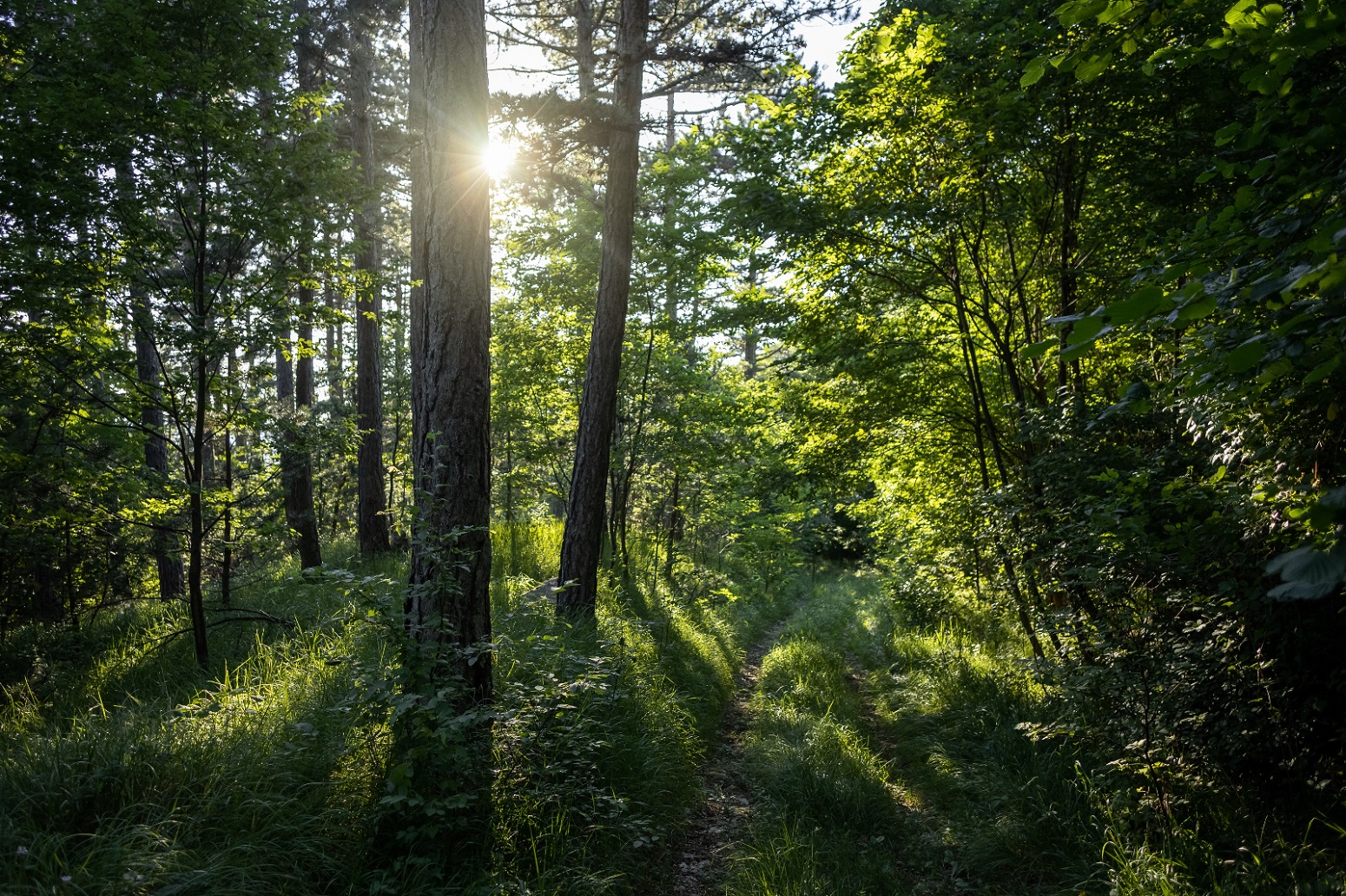 bosques castilla y leon